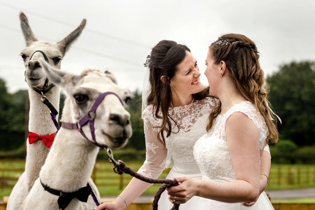 wedding-with-llamas2